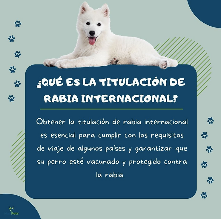 Why is it important to have international rabies certification when traveling with your pet?